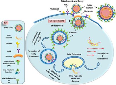 The Large Action of Chlorpromazine: Translational and Transdisciplinary Considerations in the Face of <mark class="highlighted">COVID</mark>-19